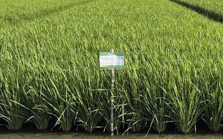 Giống lúa ĐNÁ ngon hàng đầu thế giới, mang đặc tính "quý hơn vàng": Vị thế ra sao so với ST25? - Ảnh 1