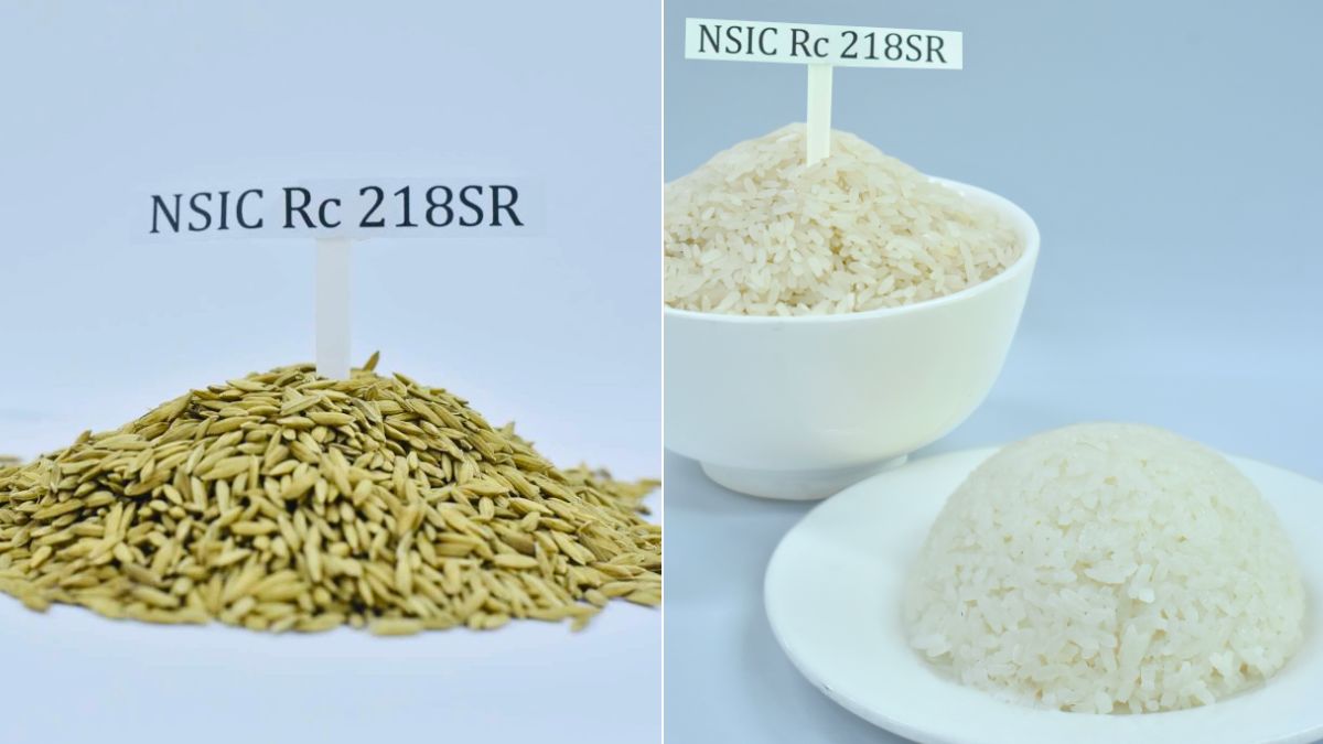 Giống lúa ĐNÁ ngon hàng đầu thế giới, mang đặc tính "quý hơn vàng": Vị thế ra sao so với ST25? - Ảnh 2