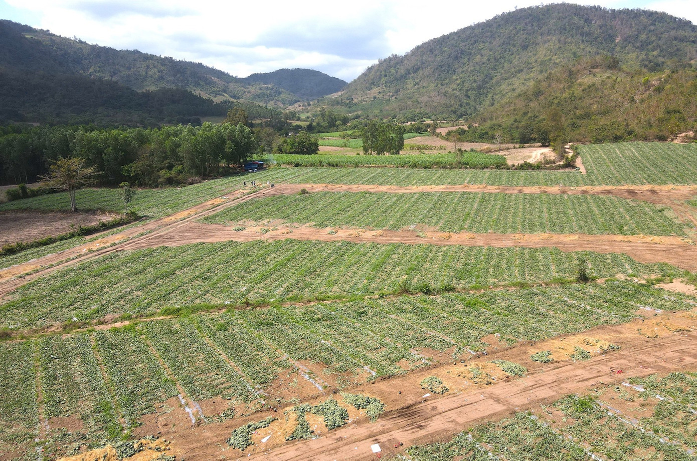 Dưa hấu rớt giá thê thảm, cắt lỗ 1.000 đồng/kg - Ảnh 5