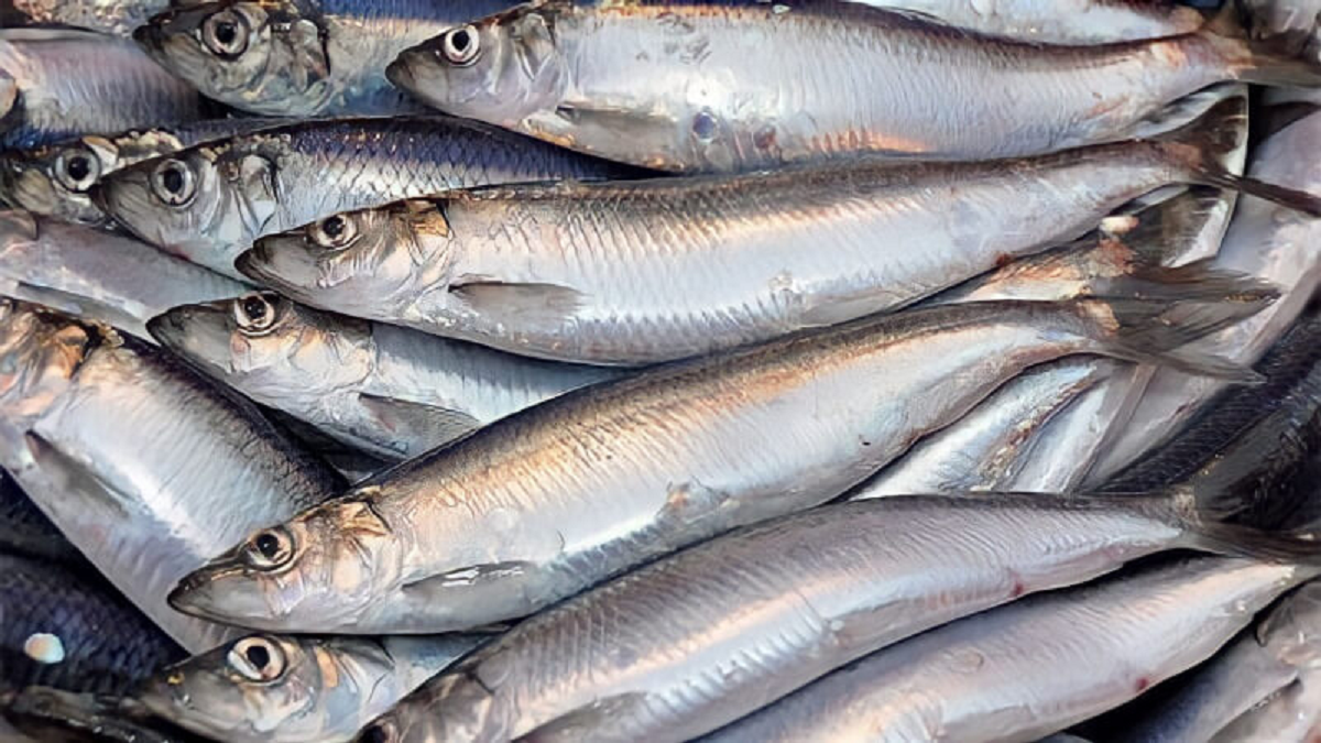 Chuyên gia Mỹ khen loại cá "tốt nhất thế giới", hóa ra ở Việt Nam hễ ra chợ là thấy - Ảnh 1