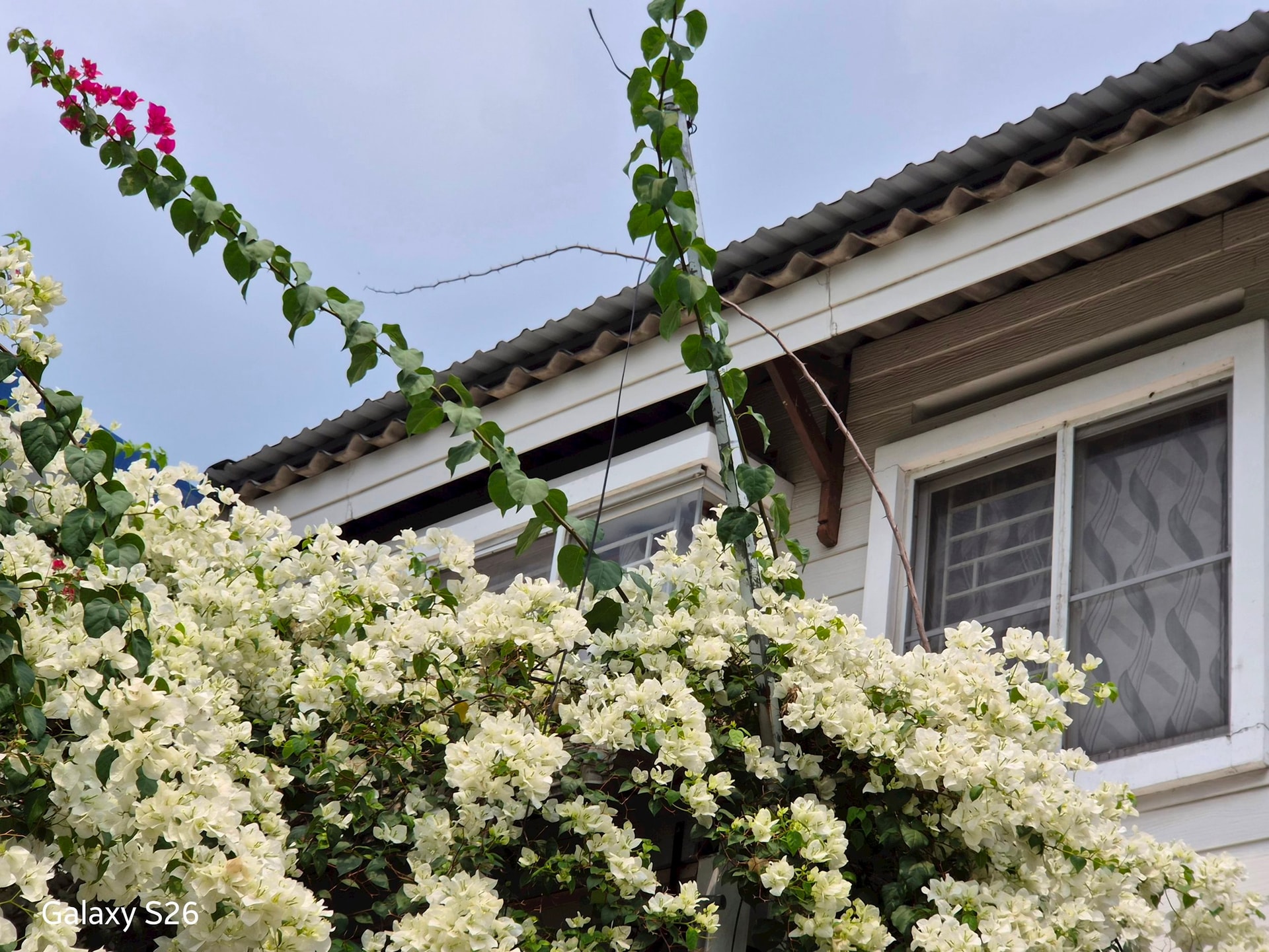 Galaxy S26: Khi trải nghiệm flagship trở nên 'dễ dàng' hơn bao giờ hết - Ảnh 4