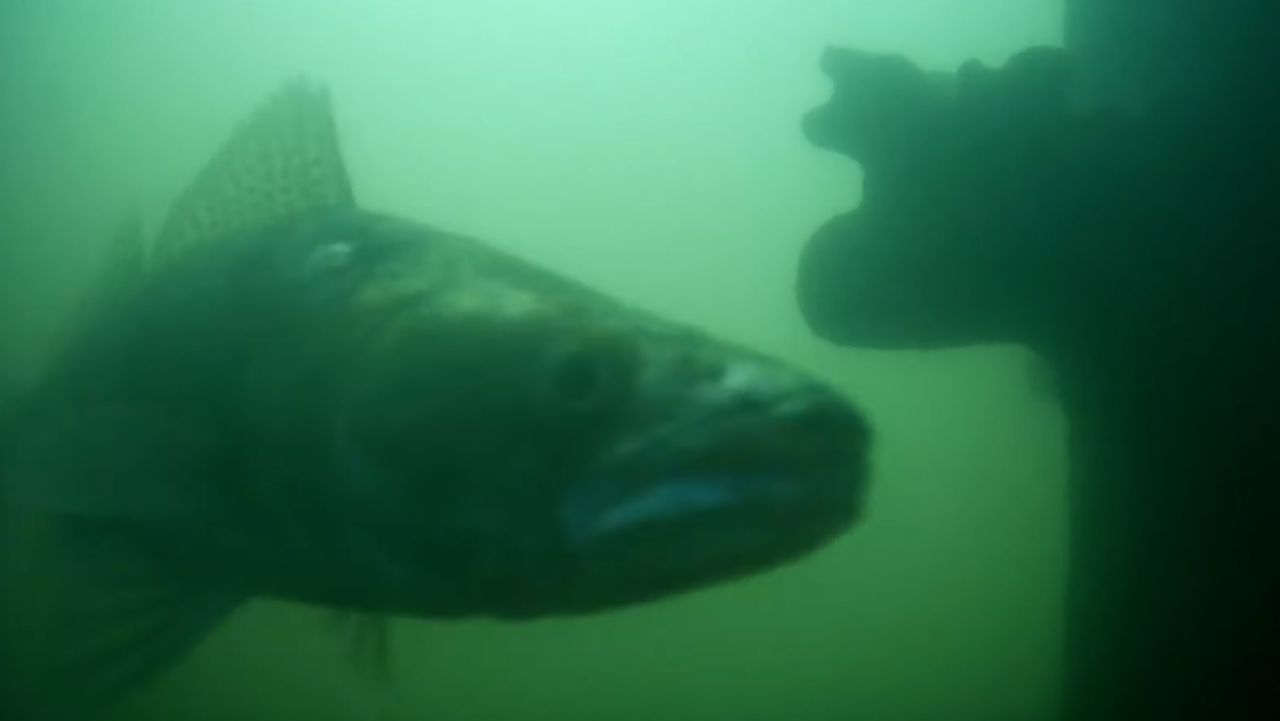 Hàng triệu người trên thế giới đang háo hức theo dõi đàn cá bơi qua bơi lại ở Hà Lan: Lý do rất thú vị và quan trọng - Ảnh 2