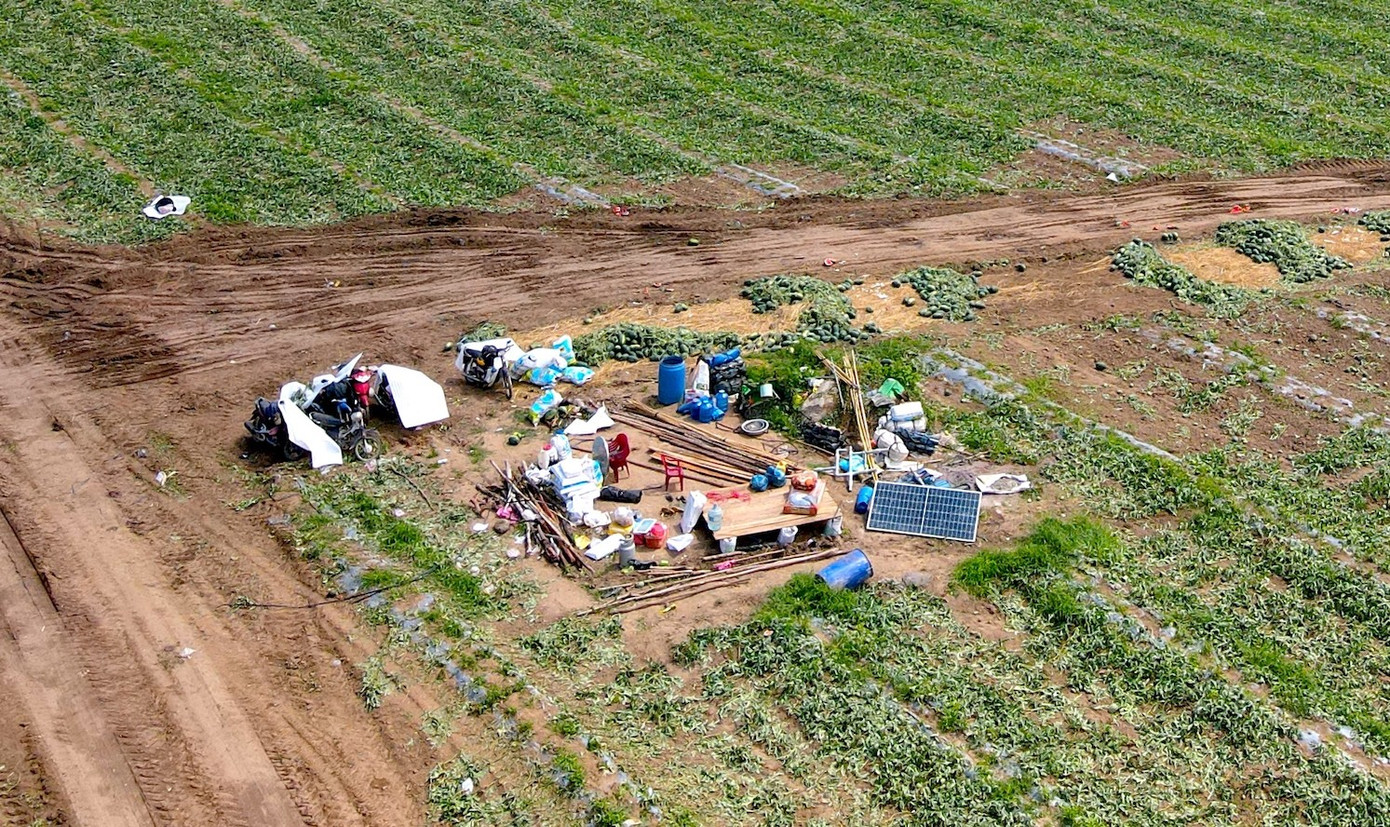 Dưa hấu rớt giá thê thảm, cắt lỗ 1.000 đồng/kg - Ảnh 6