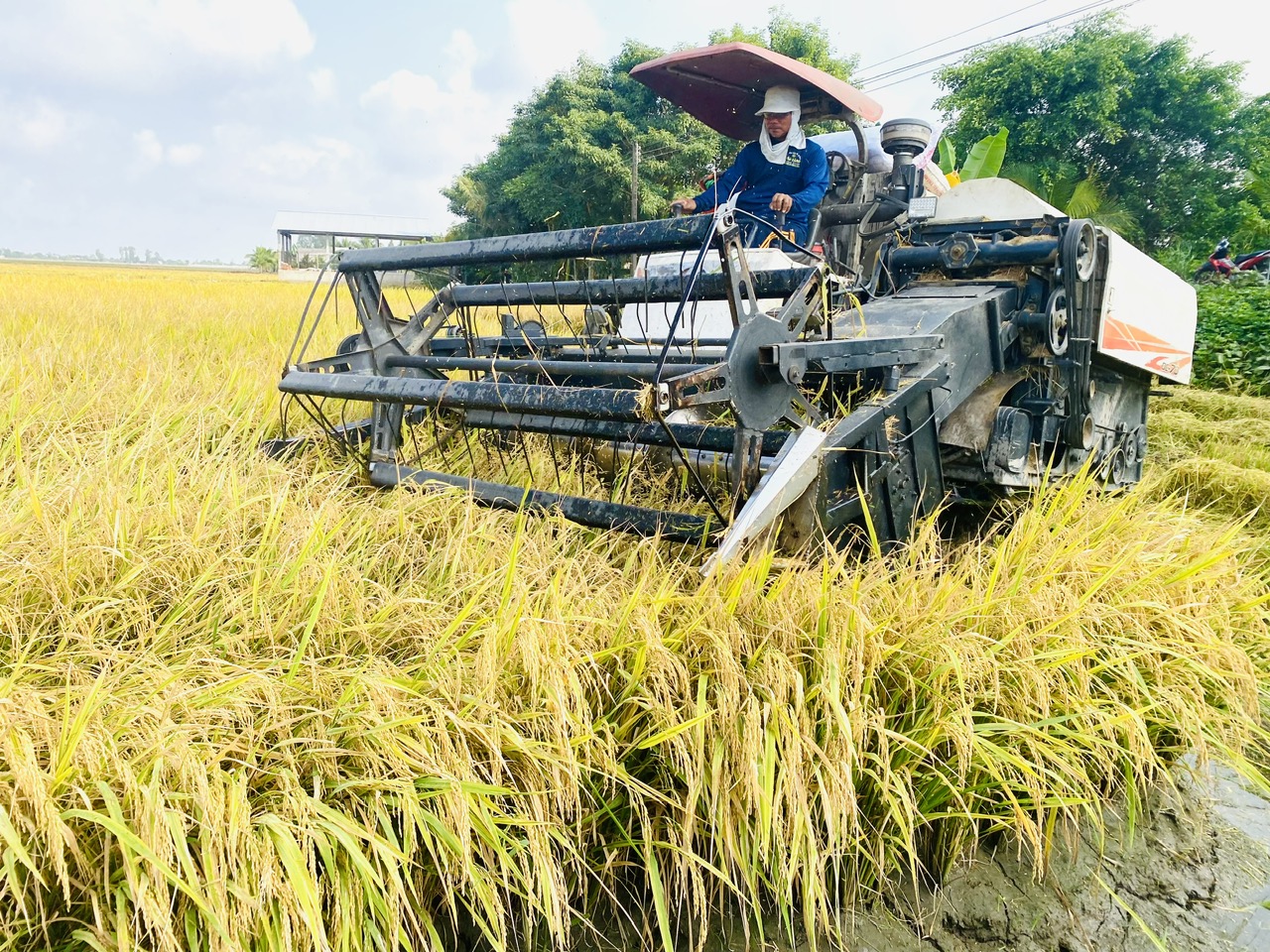 Giá lúa gạo giảm, không để xảy ra cảnh thương lái ép giá nông dân - Ảnh 3