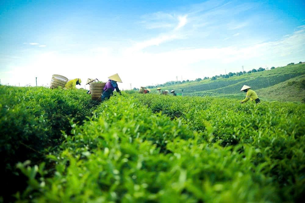 Đôi Dép - Khi con đường không có đèn đỏ - Ảnh 2