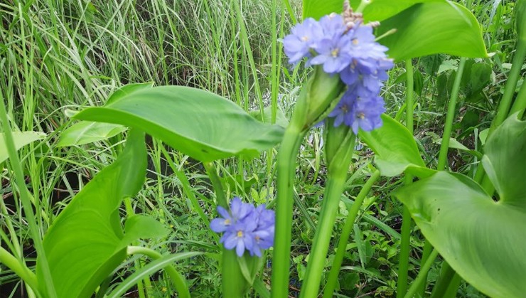 Cây rau mọc dại từng là thức ăn cho lợn, nay lên hàng "đặc sản", thậm chí giúp nông dân đổi đời - Ảnh 1
