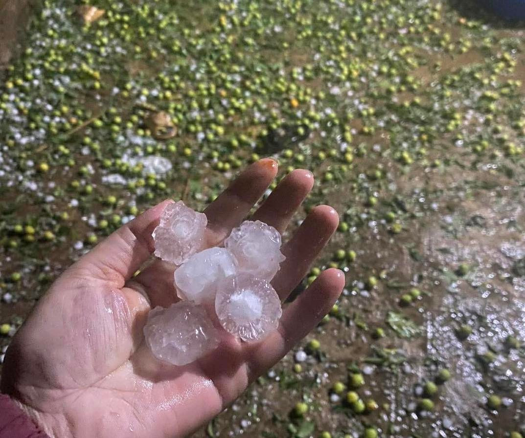 Mưa đá 'tàn phá' hàng trăm ha mận, táo ở Sơn La - Ảnh 1