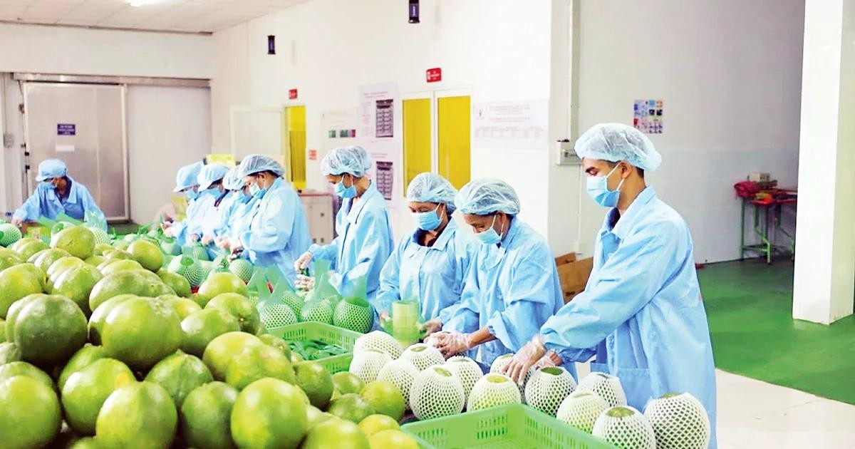 Chiến sự Trung Đông: Doanh nghiệp Việt lo cước vận tải tăng, chậm giao hàng - Ảnh 2