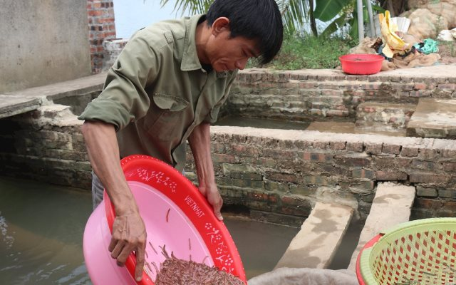 Nông dân Hải Phòng thu 25 tỷ/năm nhờ nuôi loài vật bò "nhung nhúc" dày đặc, kéo cả du khách đến vớt - Ảnh 1