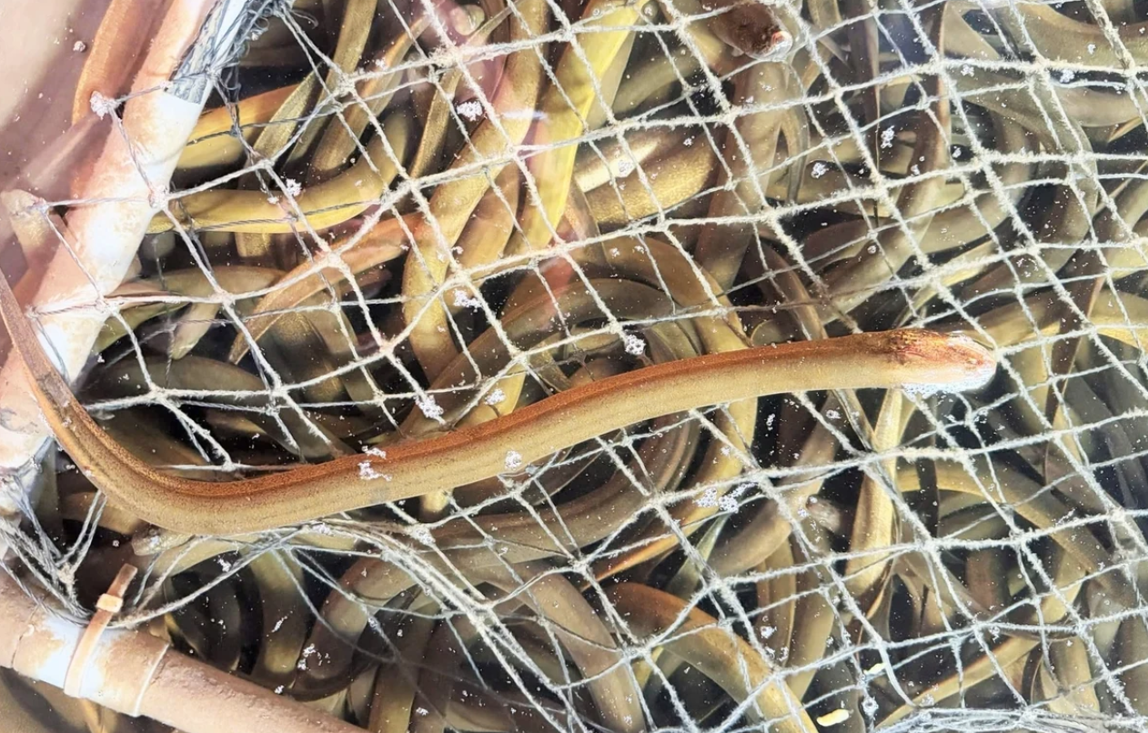 Bỏ vốn 20 triệu nuôi "nhân sâm dưới nước", anh nông dân Hà Tĩnh thu hơn 6,6 tỷ đồng/năm - Ảnh 1