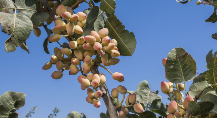 Đắt hơn sầu riêng, Việt Nam bất ngờ thu về hơn 100 triệu USD từ loại quả không tự trồng được, đã tiêu thụ khắp thế giới trong 8.000 năm qua - Ảnh 1