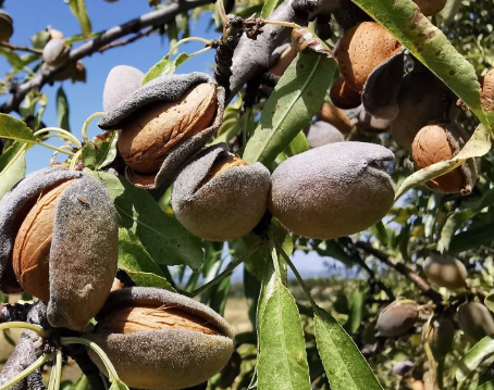 Đắt hơn cả sầu riêng, thanh long, một loại nông sản của Việt Nam đón tin vui xuất khẩu chưa từng có - Ảnh 1