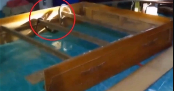 Nghe tiếng động lạ dưới gầm giường, chủ nhà "đứng tim" khi phát hiện 'vị khách không mời' khổng lồ