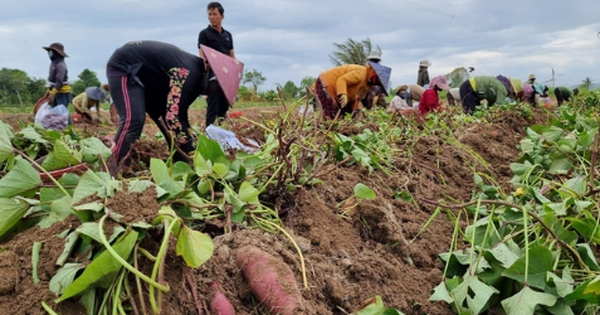 Việt Nam vừa đón một tin vui lịch sử từ Nhật Bản
