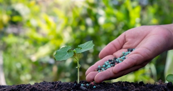 Phân bón có nguy cơ tăng giá do căng thẳng tại Trung Đông