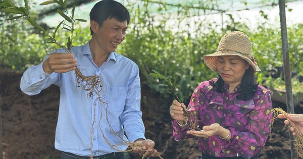 Kỹ sư bỏ việc về quê trồng cây lấy rễ "như củi khô", thu 5 tỷ mỗi năm