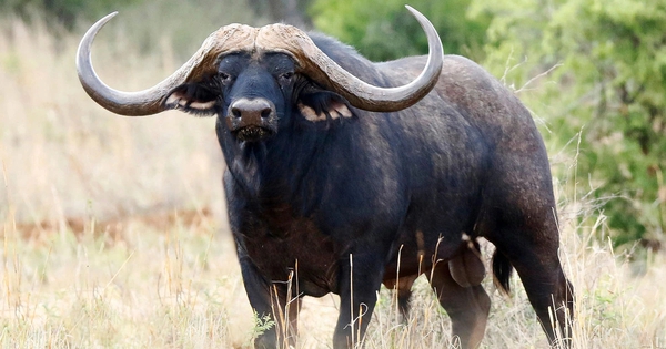 Con trâu đắt nhất thế giới giá gần 300 tỷ đồng gây chấn động: Sở hữu "mỏ vàng" đặc biệt