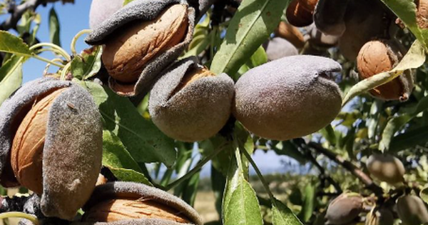 Đắt hơn cả sầu riêng, thanh long, một loại nông sản của Việt Nam đón tin vui xuất khẩu chưa từng có