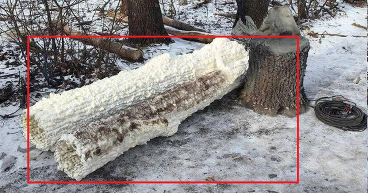 Nga bất ngờ dựng loạt cây giả giữa tiền tuyến để lừa Ukraine: Bên trong thân cây là bí mật gì?