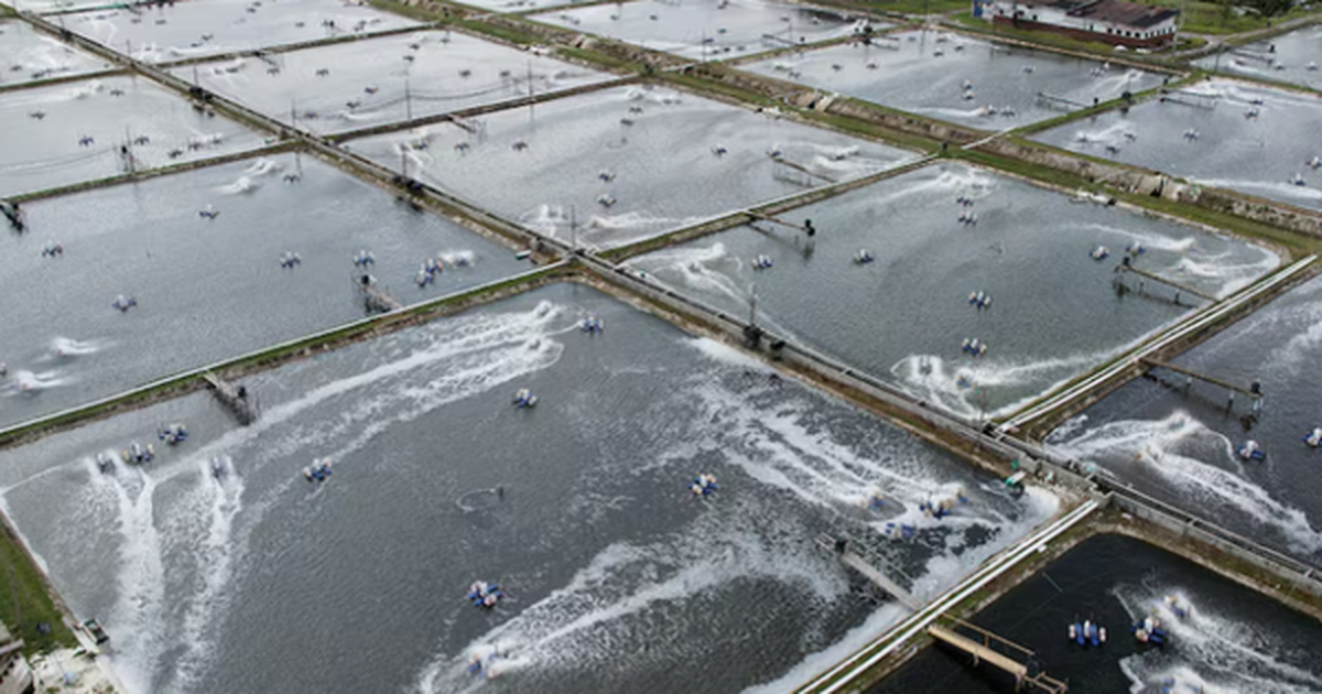 Không phải sầu riêng, Việt Nam vừa đón tin vui trăm triệu USD từ Trung Quốc và Nhật Bản