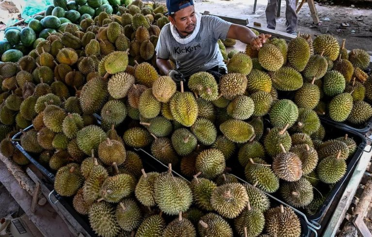 Buồn của thủ phủ sầu riêng Đông Nam Á: 'Năm ngoái tôi thu hoạch khoảng 3.500 quả/300 cây, năm nay còn có 500 quả'