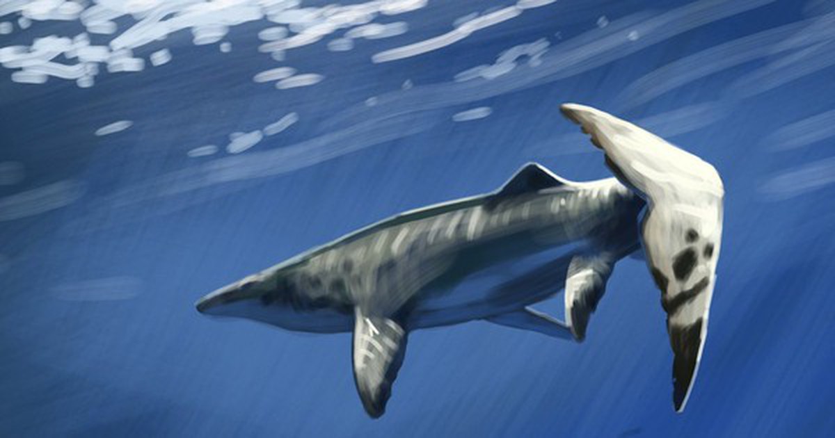 Thủy quái dài 9 mét xuất hiện giữa mỏ phốt phát