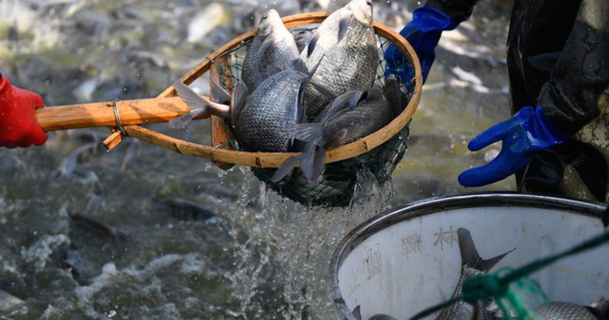 Loài cá rẻ tiền bán đầy chợ Việt bất ngờ được một quốc gia BRICS chi hàng triệu USD mua về, Mỹ cũng liên tục săn đón