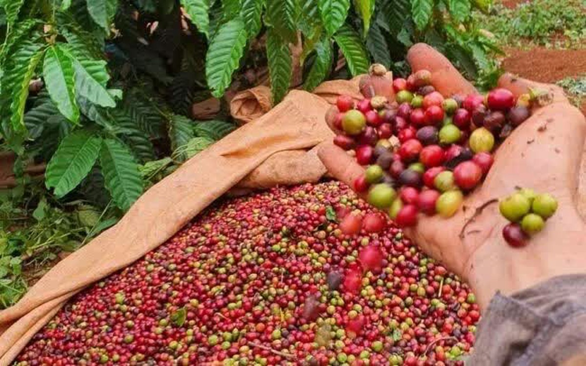 Nông sản Việt giữ đà tăng trưởng trong bối cảnh thương mại biến động