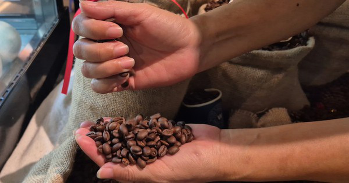 Giá cà phê hôm nay 15-3: Chốt tuần giảm, Robusta thay thế Arabica càng nhiều
