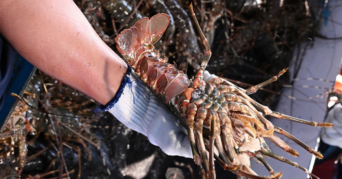 Trung Quốc mạnh tay mua tôm hùm của Việt Nam