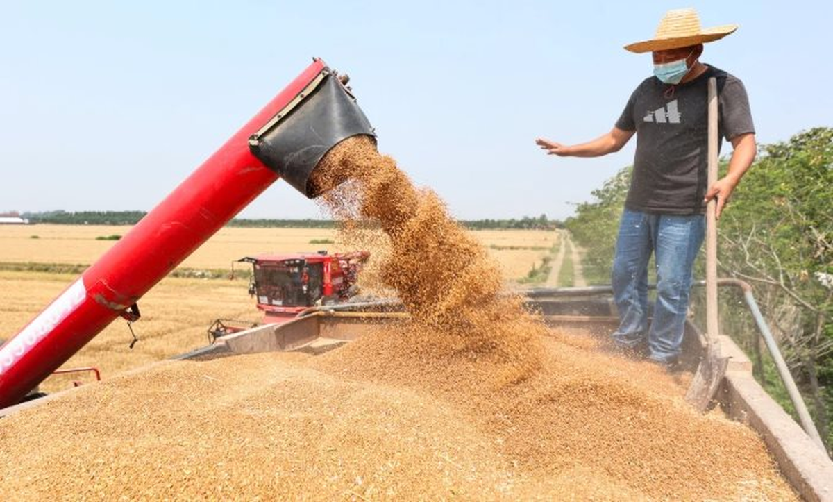 Phát minh của Trung Quốc làm rung chuyển ngành lương thực: Tạo ra mô hình ruộng lúa tái sinh không cần gieo trồng lại, năng suất 18 tấn/ha