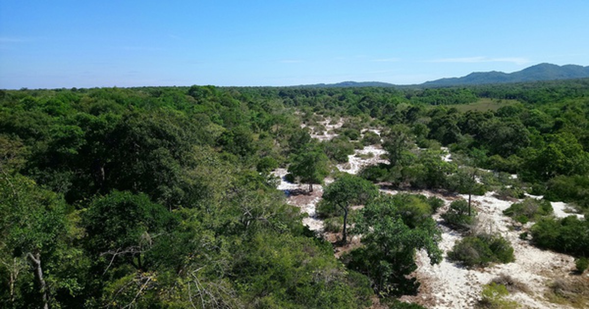 Làm rõ nguyên nhân giảm hơn 17.700 ha rừng tự nhiên ở Lâm Đồng