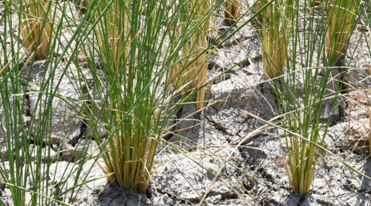 Ông trùm xuất khẩu gạo lớn nhất thế giới đón sóng gió: Hơn 1 triệu tấn mắc kẹt tại các cảng, chi phí vận chuyển tăng 30%