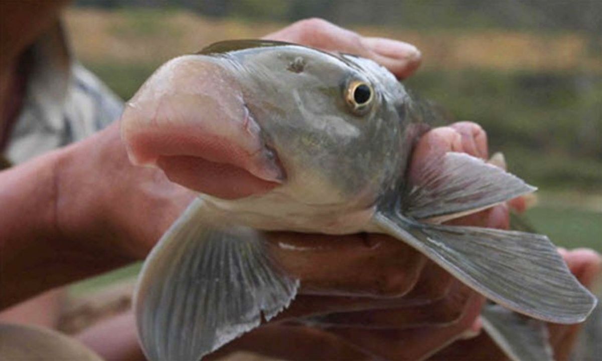 Giá chục triệu 1 kg, "thuỷ quái mõm lợn" ở Phú Thọ chỉ vua chúa và giới quý tộc mới được ăn