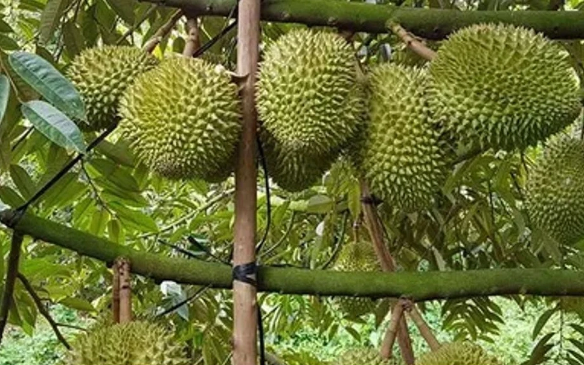 Sầu riêng trái vụ trúng giá, nhà vườn thắng lớn