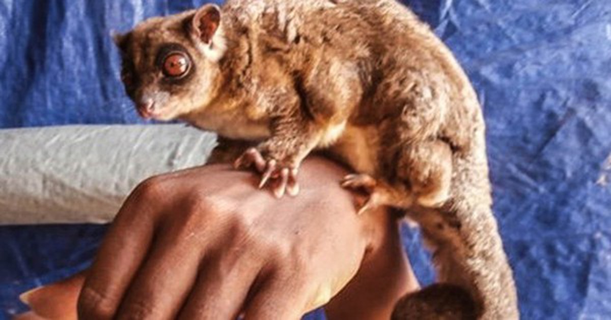 Sinh vật "tuyệt chủng 6.000 năm" tái xuất ở Đông Nam Á