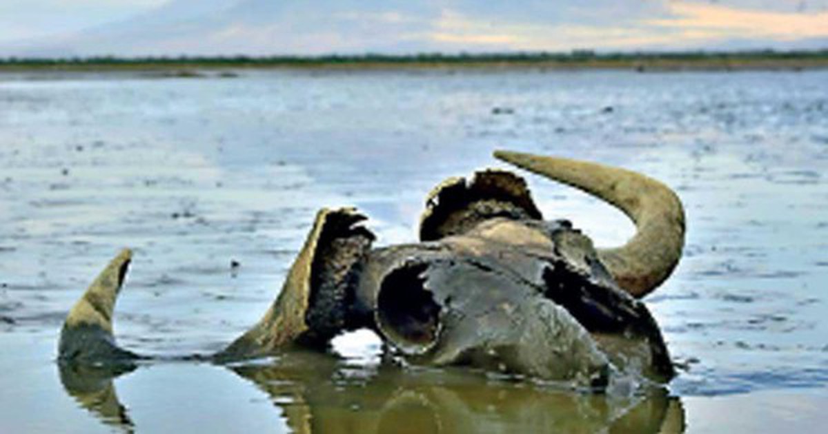 Bí ẩn hồ nước biến mọi sinh vật thành tượng đá ngay khi chạm vào