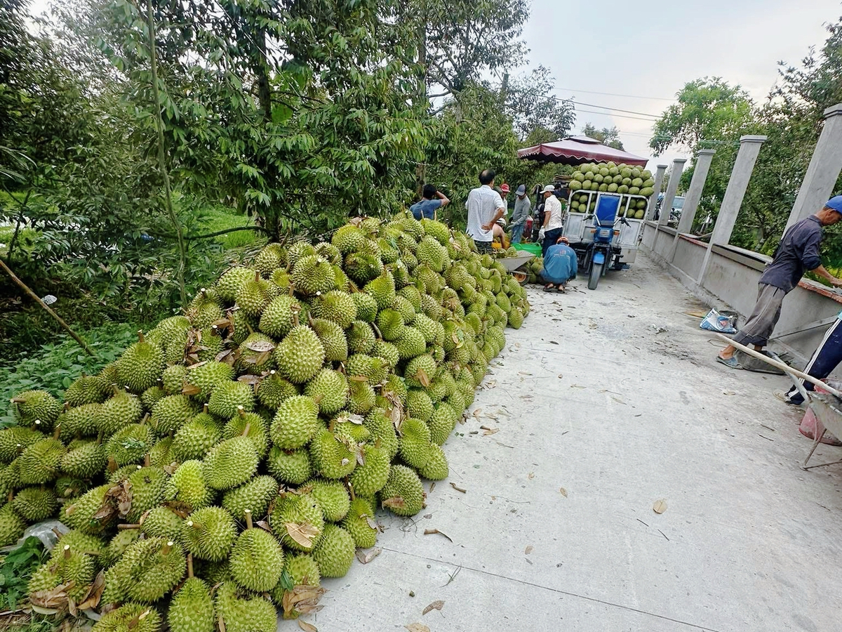 Sầu riêng giảm giá sâu, thương lái thu mua ồ ạt, nhà vườn neo cây chờ giá