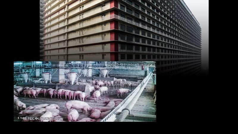 Cận cảnh khách sạn 26 tầng không dành cho người: Câu chuyện Trung Quốc muốn xuất khẩu mô hình nuôi lợn sang ĐNÁ - Ảnh 2