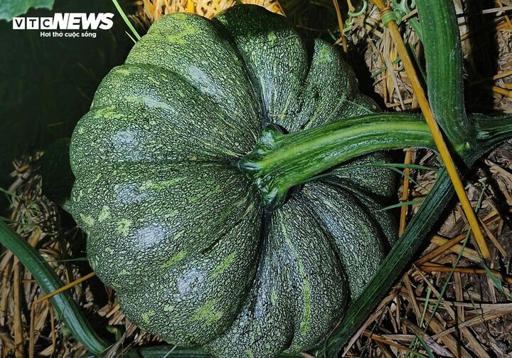 Hàng trăm tấn bí đỏ quá lứa chờ thu hoạch, Hội Nông dân Cà Mau kêu gọi giải cứu - Ảnh 2