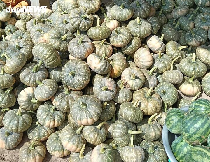 Hàng trăm tấn bí đỏ quá lứa chờ thu hoạch, Hội Nông dân Cà Mau kêu gọi giải cứu - Ảnh 1