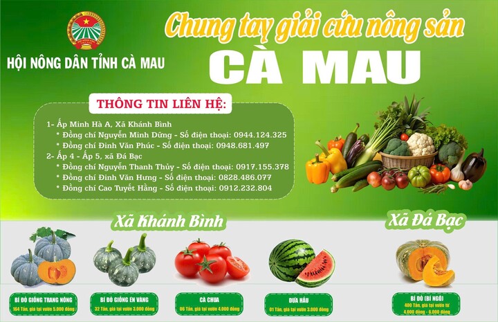 Hàng trăm tấn bí đỏ quá lứa chờ thu hoạch, Hội Nông dân Cà Mau kêu gọi giải cứu - Ảnh 3
