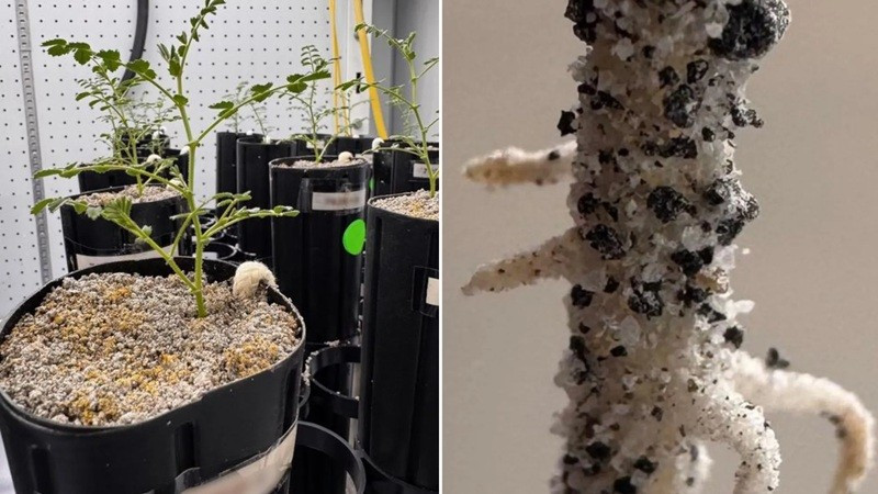 Bí mật từ thí nghiệm trồng cây trên đất Mặt Trăng - Ảnh 2