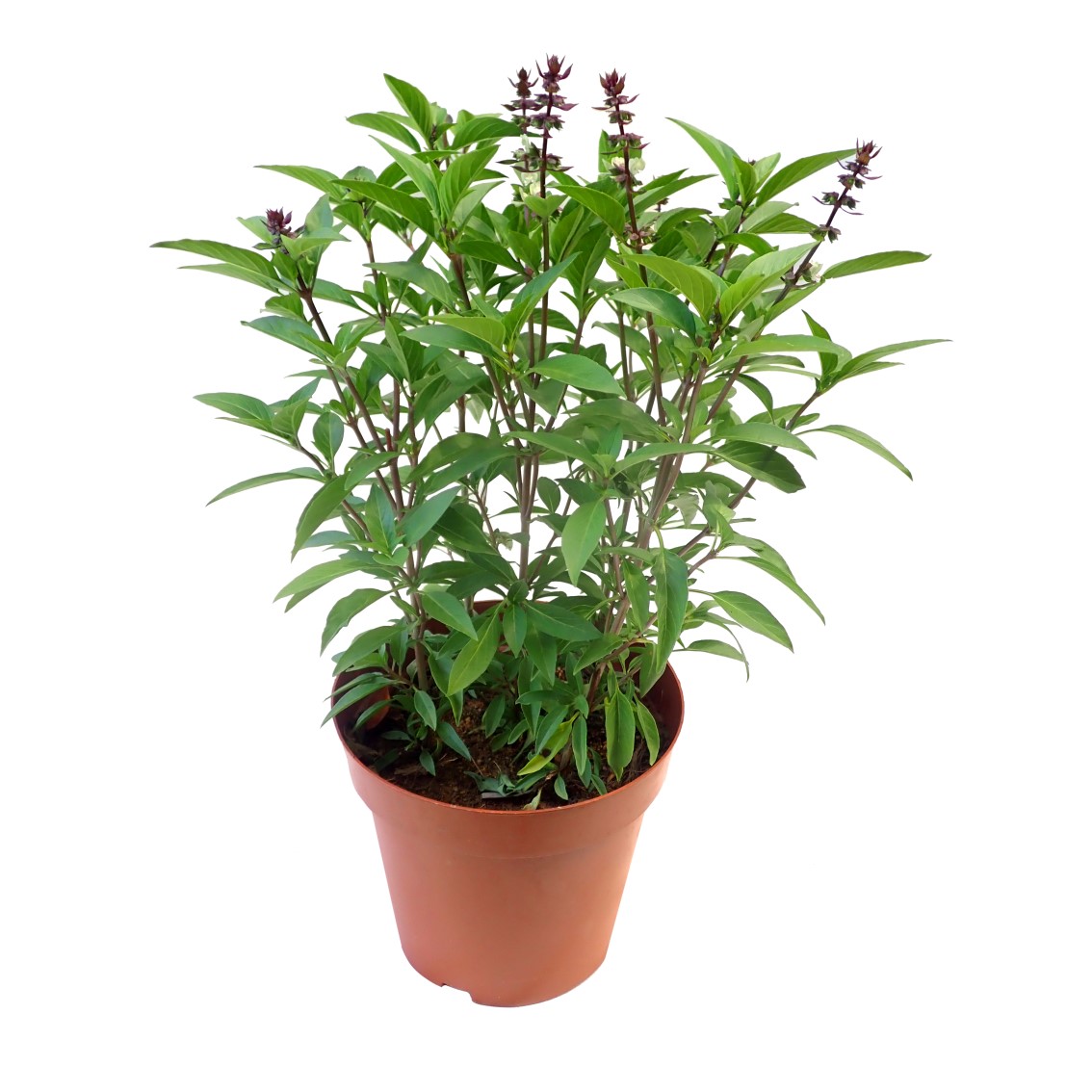 9 loại cây đuổi muỗi nên trồng ngay trong nhà vào mùa hè này - Ảnh 3