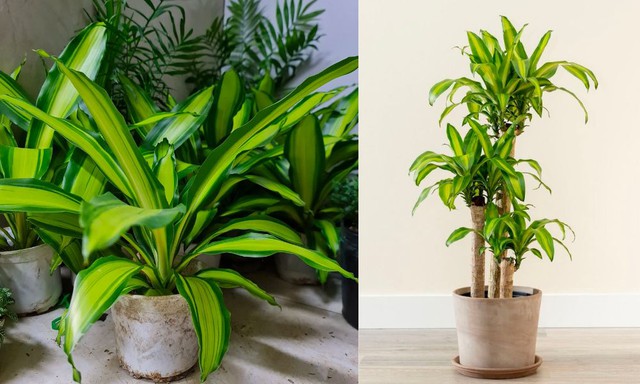 3 loại cây giúp tâm trạng tốt lên từng ngày: Biết trồng còn khỏe “toàn thân” - Ảnh 2