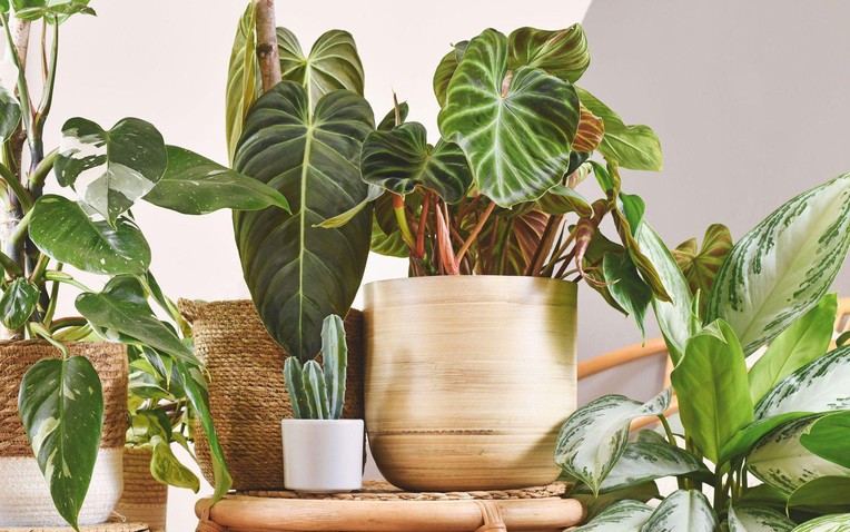 3 loại cây nên trồng trong nhà ngay mùa xuân này - Ảnh 1