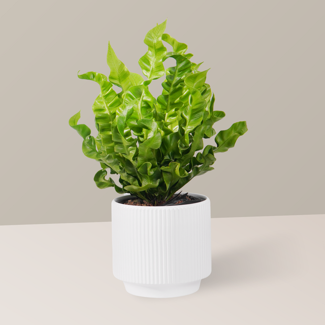 3 loại cây giúp tâm trạng tốt lên từng ngày: Biết trồng còn khỏe “toàn thân” - Ảnh 3