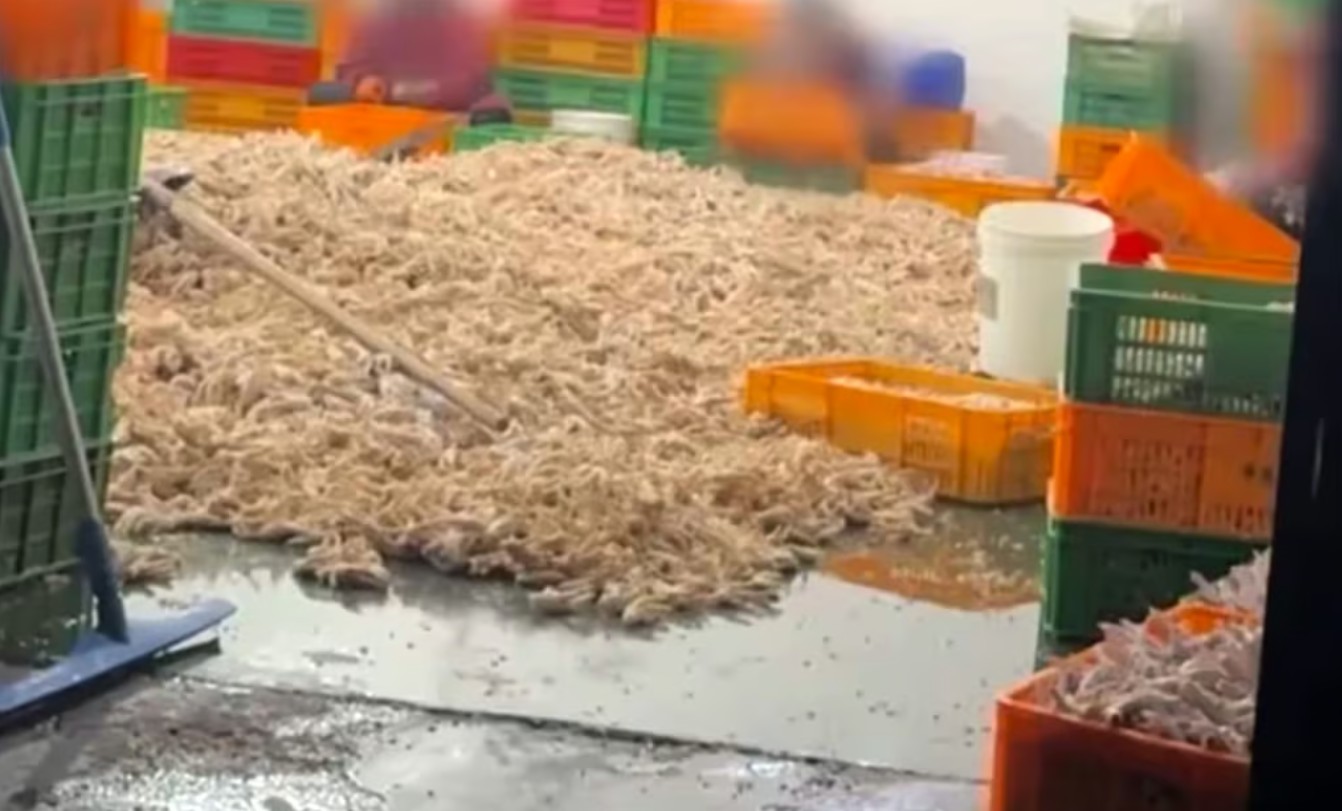 Bê bối thực phẩm bẩn rúng động Trung Quốc: Công nhân thừa nhận không dám ăn món chân gà do chính mình sản xuất - Ảnh 1