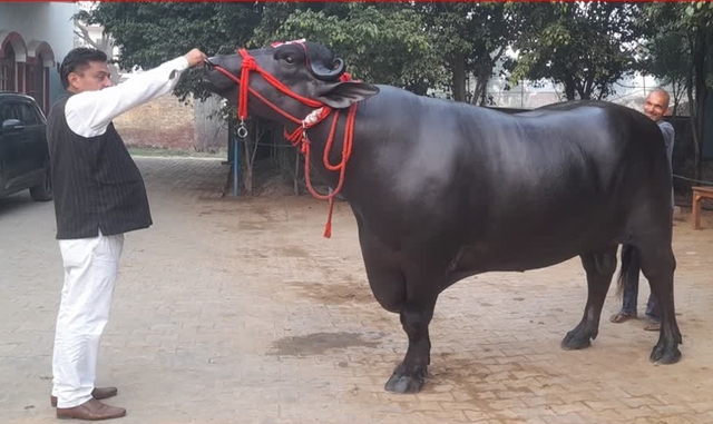 Con trâu đắt nhất thế giới giá gần 300 tỷ đồng gây chấn động: Sở hữu "mỏ vàng" đặc biệt - Ảnh 2