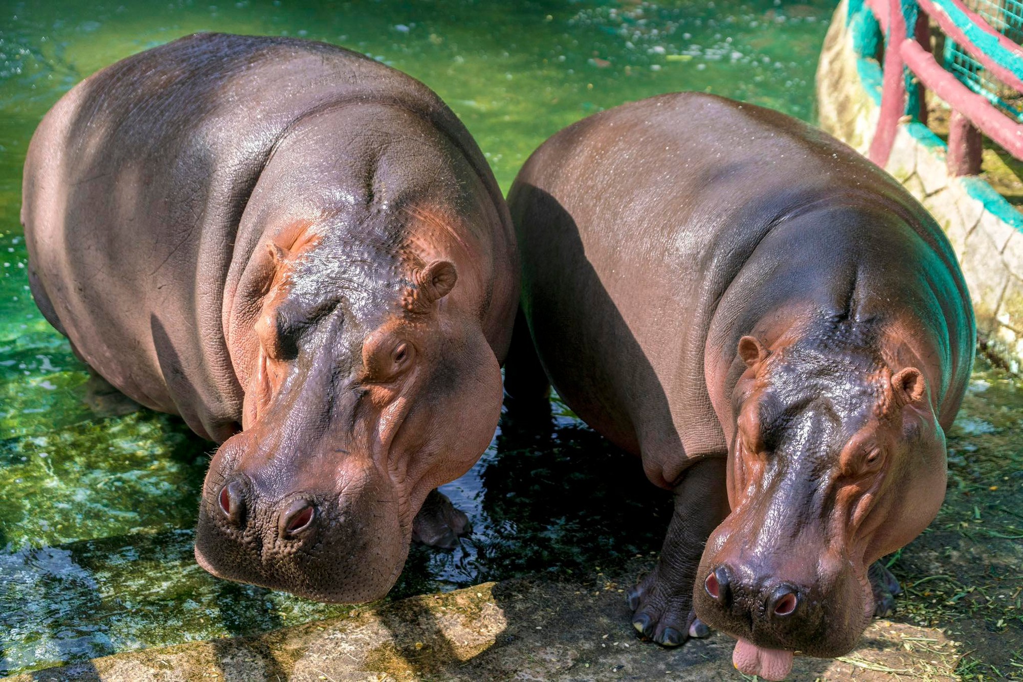 Khu du lịch Đại Nam của vợ chồng bà Nguyễn Phương Hằng từng gây chú ý với công trình quy tụ 800 cá thể quý hiếm với mô hình "mở" đầu tiên ở Việt Nam - Ảnh 2
